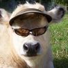 hamsammy3000