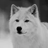 __the_white_wolf__1