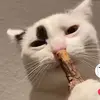 chimpkin.noodle