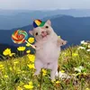dolphinsareboss420