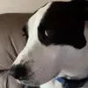 beeptg