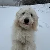 wyattgoldendoodle