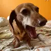 lillydoesnteatpickles