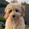bagelthec0ckapoo