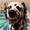rachimonster