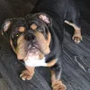rk_kennels