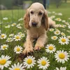 daisy.swiftie13