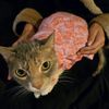 sid_the_heathen