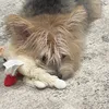 incondoggo