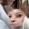 mwaless