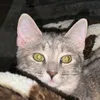 iluvmycat1764