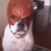 itspanchitinbruh