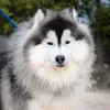 furrytalesss