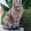 qaisnazli