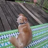 furbby