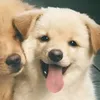 aintreii