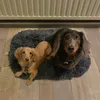 max_guus
