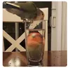 pennypenpot