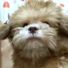 chizzwiz