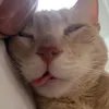 kittynocciobelle