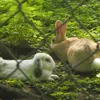 carotterapide13