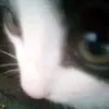 bloopbeeboop