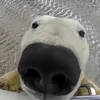 pollito_con_papas11