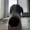dogshit781