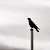 crow_breath