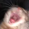 idiotflavouredjuulpod