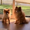 joey_howorko