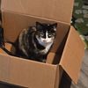 maddiecat71