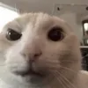 2312141