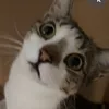 nadizz1e