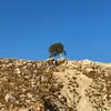 shortsanytime