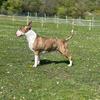 roobullterrier