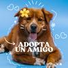 adopcioneshmo