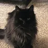 curvygir1
