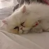 noturbbylol