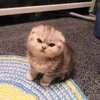 maria_mustonen