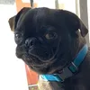 dr.taquito_