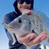 davyfishes