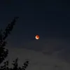 rfiaa_3