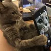 bellawizzy