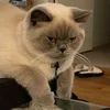skrtskrrt_
