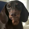 miiawws