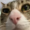 redd_ss