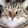 miacat_98