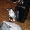 hopethekitkat