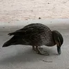 _just.a.duck